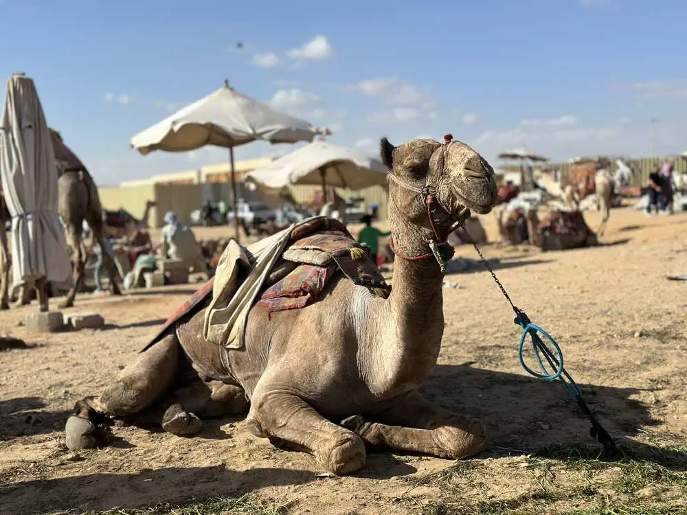 Camel laying on the ground