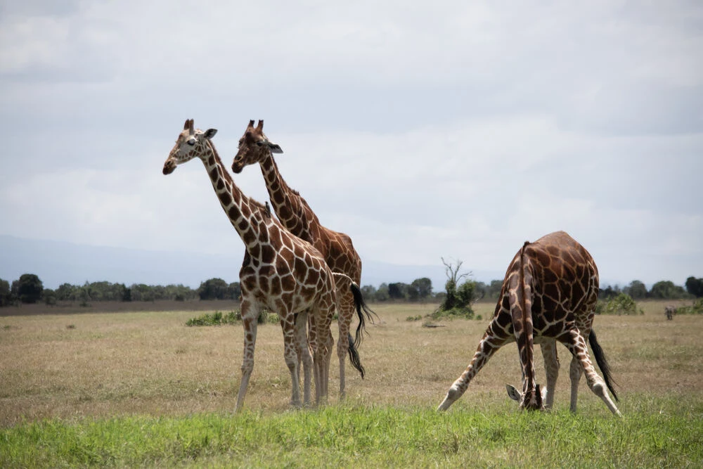 three giraffes