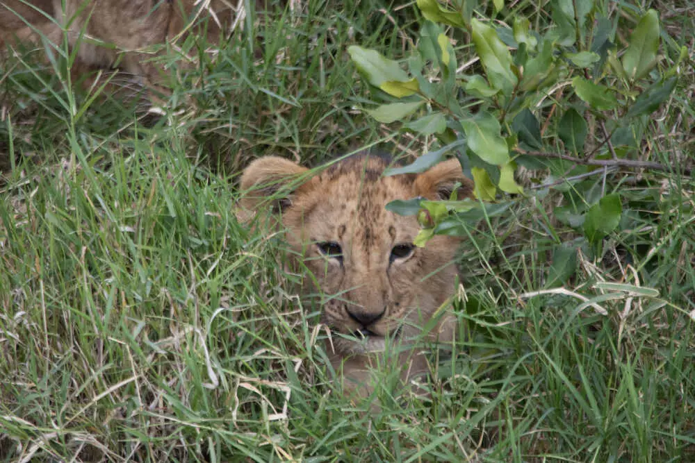 Lion cub in hiding